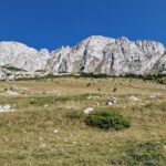 Creasta Bucsa
