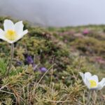 Muntele Tiganesti - Muntii Bucegi