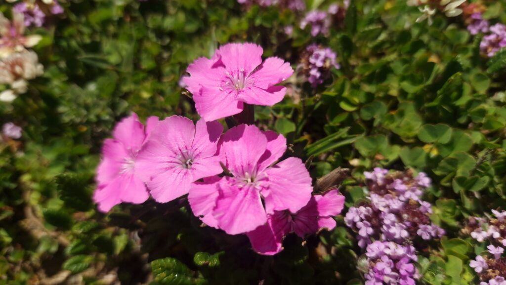 Garofita_Muntii Bucegi