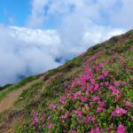 Rhododendon_Varful Batrana