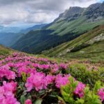 Rhododendron_Creasta Bucsa