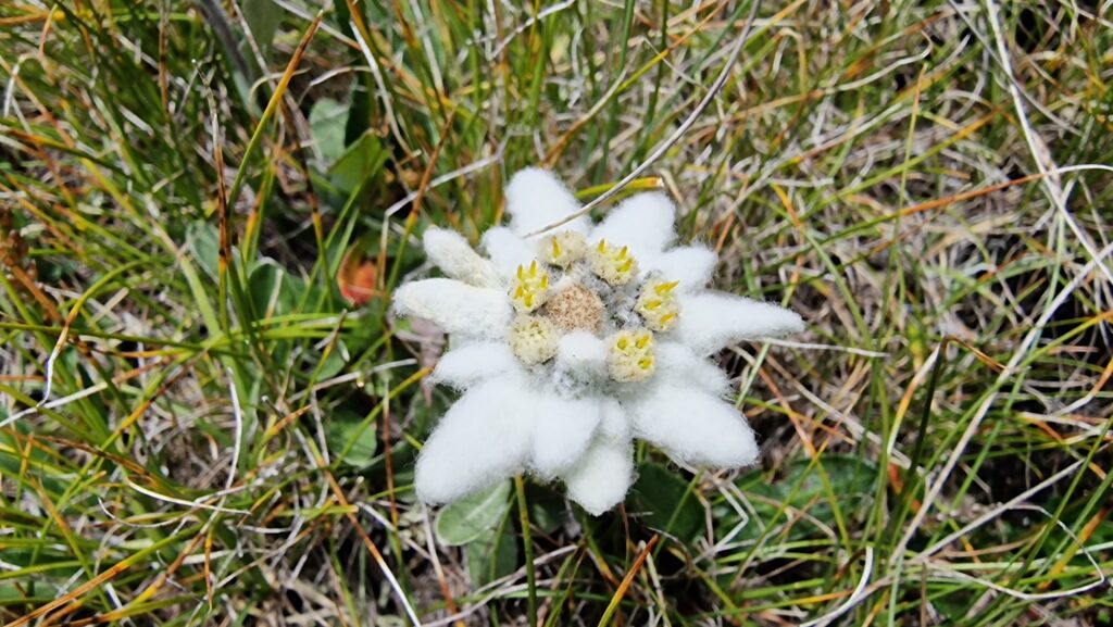 Floare de colt_Muntii Bucegi