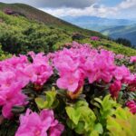 Rhododendron_Creasta Bucsa