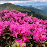 Rhododendron_Creasta Bucsa