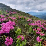 Rhododendron_Creasta Bucsa