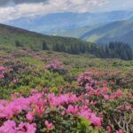Rhododendron_Creasta Bucsa