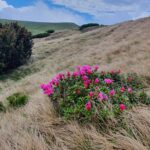 Rhododendon_Varful Batrana