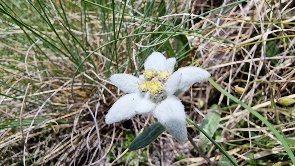 Floare de colt_Muntii Bucegi