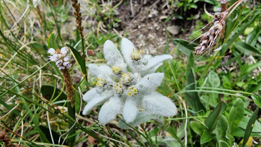 Floare de colt_Muntii Bucegi