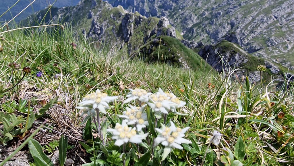 Floare de Colt_Muntii Bucegi