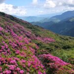 Rhododendron_Creasta Bucsa