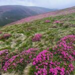 Rhododendon_Varful Batrana