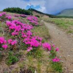 Rhododendon_Varful Batrana