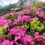 Rhododendron_Creasta Bucsa