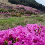 Rhododendon_Varful Batrana