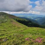 Rhododendron_Creasta Bucsa