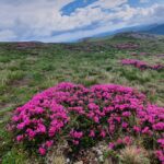 Rhododendon_Varful Batrana