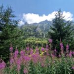 Cabana Mălăiești și Padina Crucii