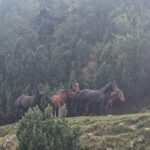 Varful Batrana - Muntii Bucegi