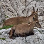 Slovenia si Alpii Iulieni