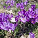 Muntii Apuseni - Varful Bihor (Cucurbata Mare)
