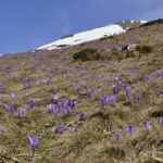 Varful Lespezi - Muntii Fagaras