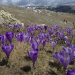 Branduse de primavara - Muntii Bucegi