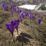 Branduse de primavara - Muntii Bucegi