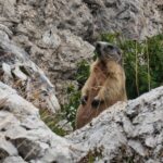 Dolomiti - Trekking