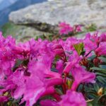 Rhododendron în Făgăraș (Lăițel, Călțun și Poteca lui Grigore)