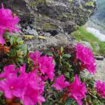 Rhododendron în Făgăraș (Lăițel, Călțun și Poteca lui Grigore)