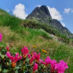 Rhododendron în Făgăraș (Lăițel, Călțun și Poteca lui Grigore)