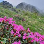 Rhododendron în Făgăraș (Lăițel, Călțun și Poteca lui Grigore)