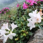Rhododendron în Făgăraș (Lăițel, Călțun și Poteca lui Grigore)