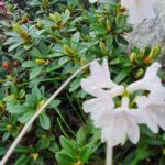 Rhododendron în Făgăraș (Lăițel, Călțun și Poteca lui Grigore)