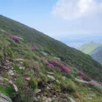 Rhododendron în Făgăraș (Lăițel, Călțun și Poteca lui Grigore)