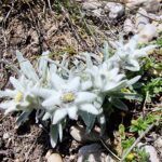 Floare de Colt