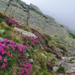 Rhododendron în Făgăraș (Lăițel, Călțun și Poteca lui Grigore)